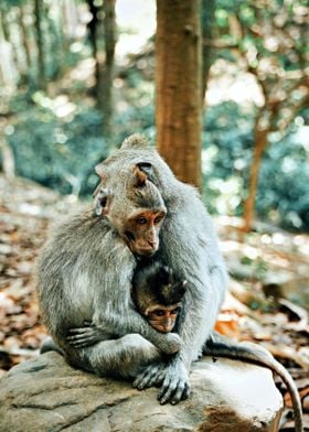 Two monkeys cuddling