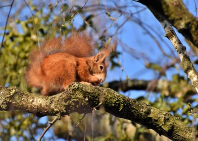 Wild Squirrel