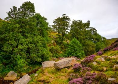 North Yorkshire