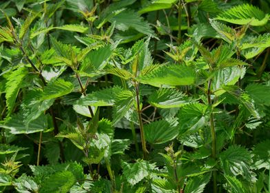 Stinging Nettle Urtica