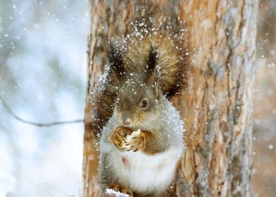 Squirrel in Winter