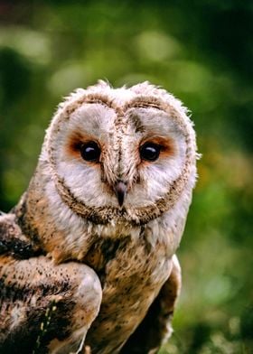 Beautiful owl