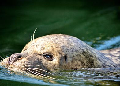 Beautiful sea lion