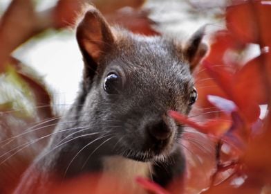 Very Cute Squirrel