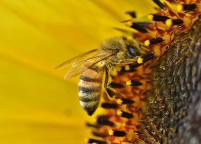 Sunflower Bee