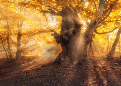 Autumn forest with sun fog