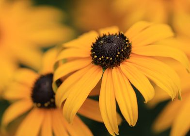 Sun Hat Rudbeckia