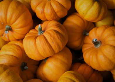 fall pumpkins