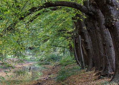 Curved autumn trees