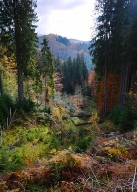 Autumn mountains forest