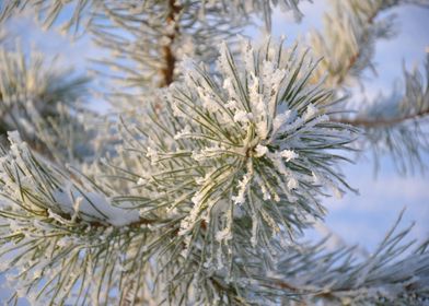 pine needles snowy