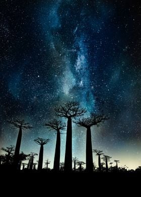 Cosmic Baobab forest