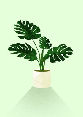 Monstera 