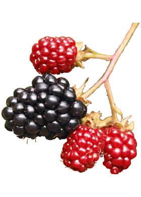 Blackberries 