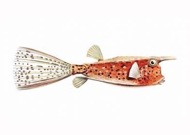 Vintage fish illustration