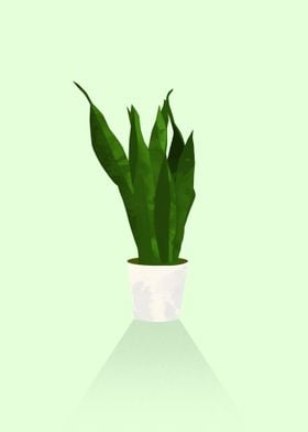 Snake Plant 2