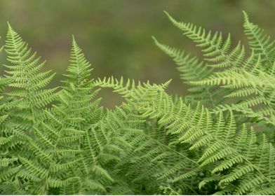 ferns green