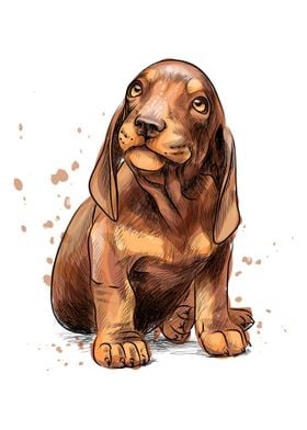 Dachshund