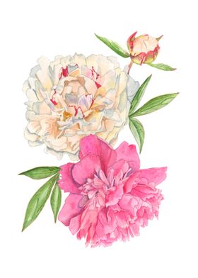 Peonies Watercolor