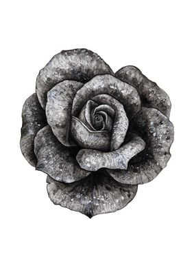 Black rose