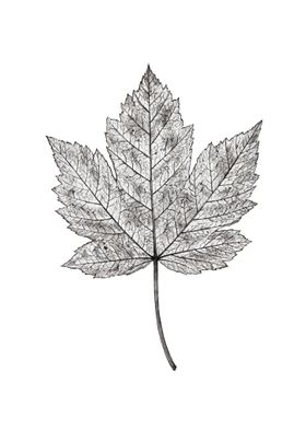 Black and white leaf