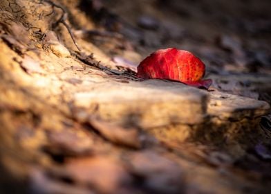 Autumn Leaf