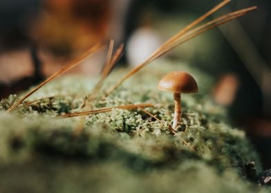 Woodland Mushroom