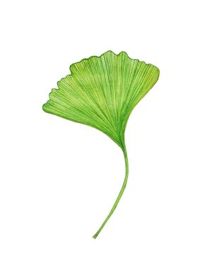 Ginkgo Leaf