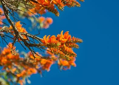 Tree Orange Flowers