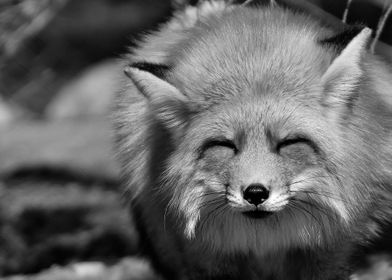 Sly Fox Face
