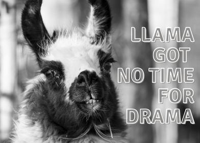 Llama Got No Drama