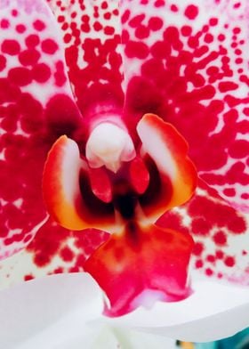 Closeup Orchid