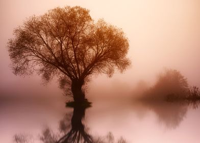 Tree Lake Sunset Mirror