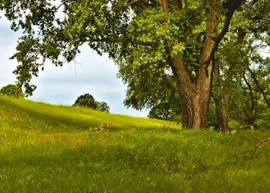 Tree and Green Meadow