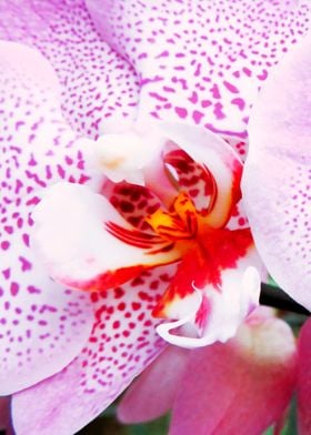 Closeup Pink Orchid