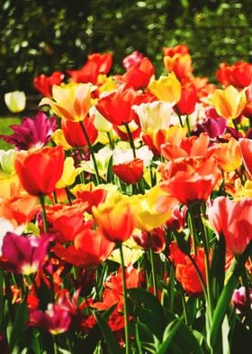 Colorful Tulips