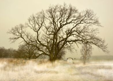 Beautiful Big Tree