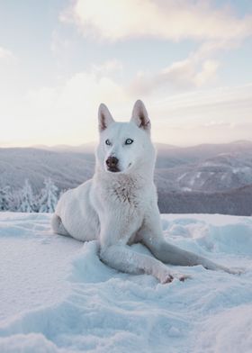 Arctic Wolf