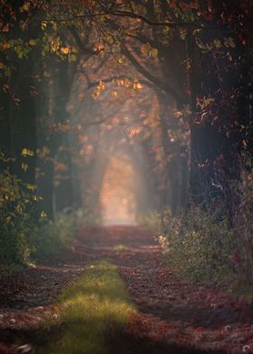 dawn in the autumn forest