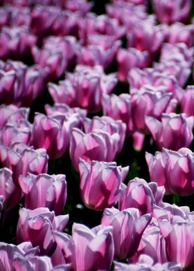 Purple Lilac Tulips