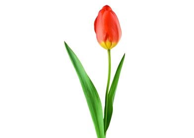 Tulip Red Flower