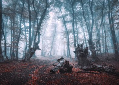Autumn fog forest