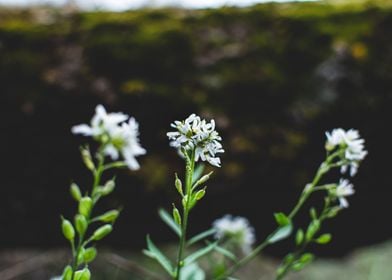 White wildflowers