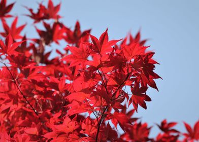 Tree Red Leaves