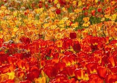 Tulips Field Landscape