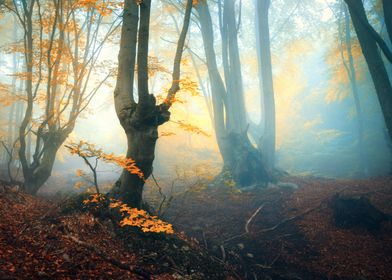 Autumn forest fog sun