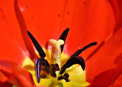 Big Red Tulip Flower