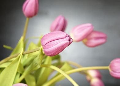 Pink Tulips Flowers