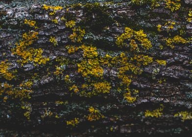 Yellow lichen mushroom