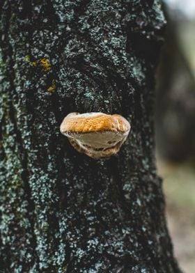 Tree mushroom